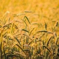 Pšenica a jej ošetrovanie
