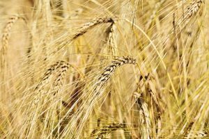 Pšenica a repka olejná sú u nás známe